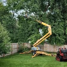 Best Tree Cabling and Bracing  in Boles Acres, NM